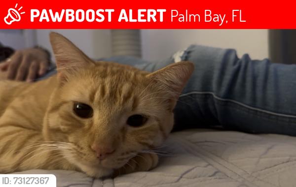 Lost Male Cat last seen Near Devonwood Ct SE, Palm Bay, FL 32909
