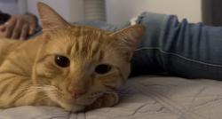 Lost Male Cat last seen Near Devonwood Ct SE, Palm Bay, FL 32909