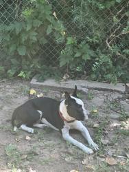 Found/Stray Male Dog last seen In the back of the apmts, Oklahoma City, OK 73127