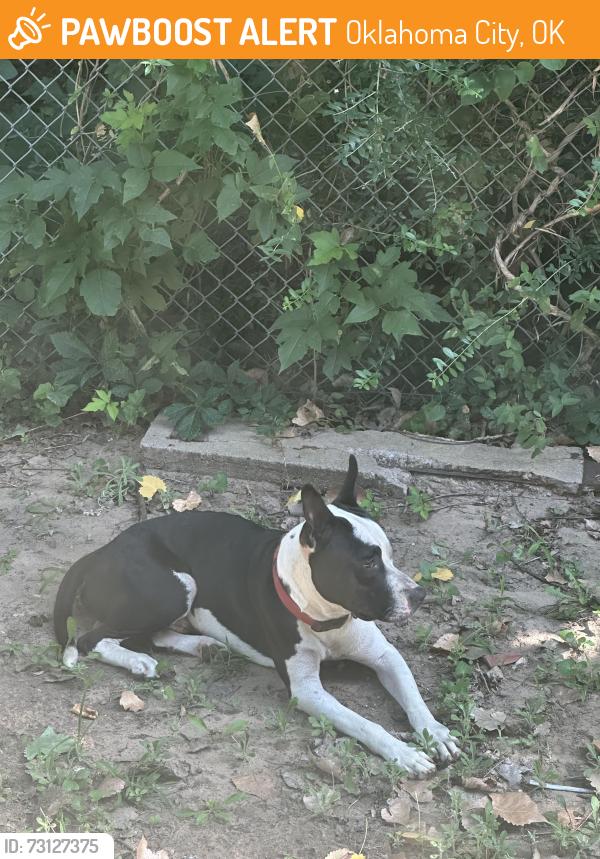 Found/Stray Male Dog last seen In the back of the apmts, Oklahoma City, OK 73127