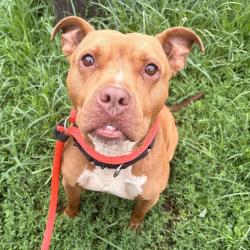 Shelter Stray Female Dog last seen , Animal Care & Control Team of Philly, 111 W Hunting Park Ave, Philadelphia, PA 19140, USA