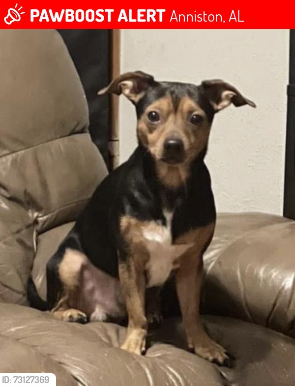Lost Male Dog last seen loy st, sanota dr, gallatin dr, w 63rd st, Anniston, AL 36206