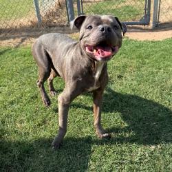 Shelter Stray Male Dog last seen , 3428 S Jenkins Ave, Norman, OK 73072, USA