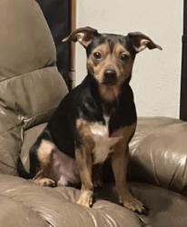 Lost Male Dog last seen loy st, sanota dr, gallatin dr, w 63rd st, Anniston, AL 36206
