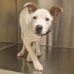Shelter Stray Male Dog last seen , 3428 S Jenkins Ave, Norman, OK 73072, USA