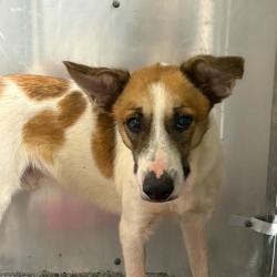 Shelter Stray Male Dog last seen , 328 Furman Hall Rd, Greenville, SC 29609, USA