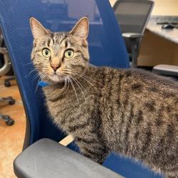 Shelter Stray Male Cat last seen , 2350 Appling City Cove, Memphis, TN 38133, USA