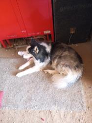 Found/Stray Male Dog last seen Lindbergh lost and Fairview, Tucson, AZ 85705