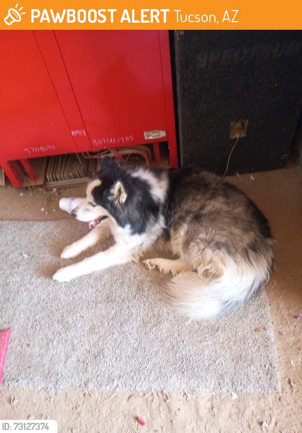 Found/Stray Male Dog last seen Lindbergh lost and Fairview, Tucson, AZ 85705
