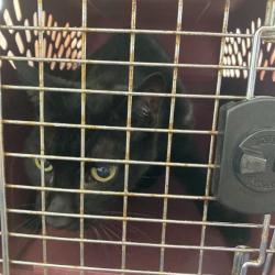 Shelter Stray Female Cat last seen , 12910 Yukon Ave, Hawthorne, CA 90250, USA