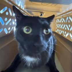 Shelter Stray Unknown Cat last seen , 12910 Yukon Ave, Hawthorne, CA 90250, USA