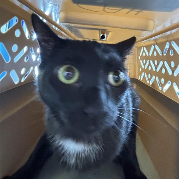 Shelter Stray Unknown Cat last seen , 12910 Yukon Ave, Hawthorne, CA 90250, USA