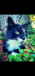 Lost Male Cat last seen Lafayette Road, North Hampton, NH 03862