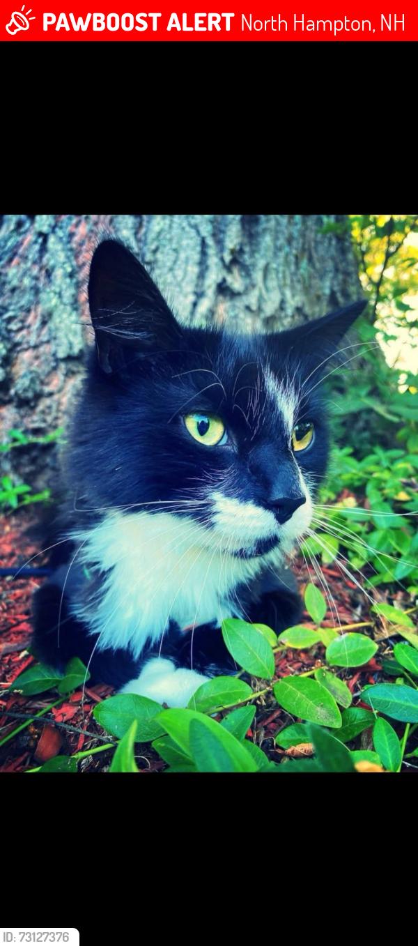 Lost Male Cat last seen Lafayette Road, North Hampton, NH 03862