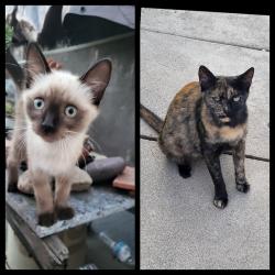Reunited Female Cat last seen Greenleaf Ave. & Dunton Dr., Whittier, CA 90602