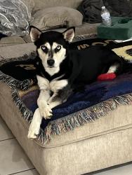 Found/Stray Female Dog last seen 51st Ave and Indianschool, Phoenix, AZ 85031