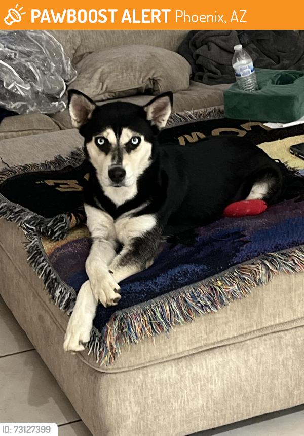 Found/Stray Female Dog last seen 51st Ave and Indianschool, Phoenix, AZ 85031