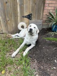 Found/Stray Female Dog last seen Near Delwin Street, Houston, TX 77034