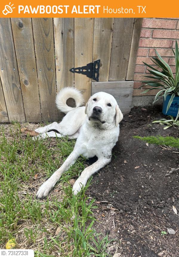Found/Stray Female Dog last seen Near Delwin Street, Houston, TX 77034