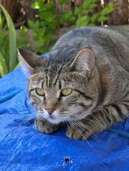 Reunited Female Cat last seen Elizabeth and Coconino, Albuquerque, NM 87123