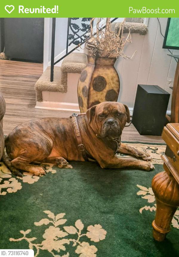 Reunited Male Dog last seen Getwell Rd from a video on Facebook, Memphis, TN 38118