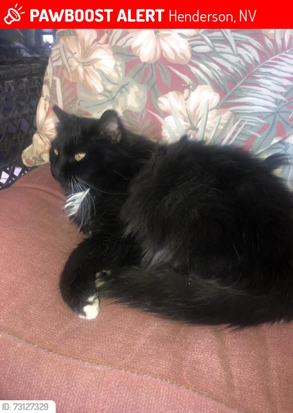 Lost Male Cat last seen Near oak spring ct., Henderson, NV 89002