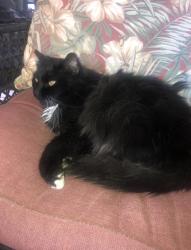 Lost Male Cat last seen Near oak spring ct., Henderson, NV 89002