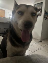 Found/Stray Female Dog last seen 51st Ave and Indian school, Phoenix, AZ 85031