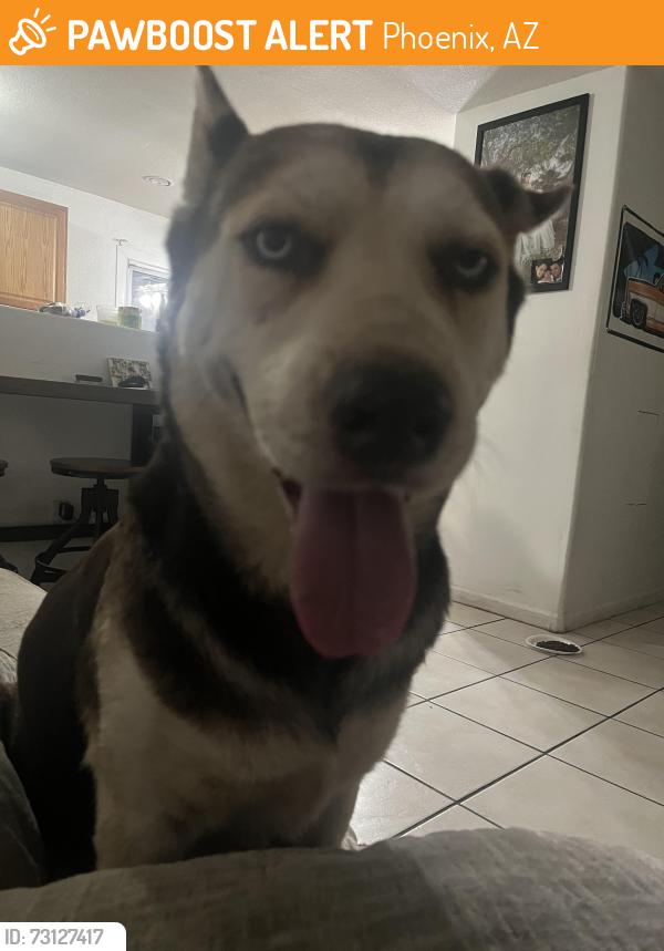 Found/Stray Female Dog last seen 51st Ave and Indian school, Phoenix, AZ 85031