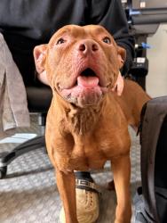 Found/Stray Female Dog last seen She came from the apmts at the end of Colleen Dr, first seen on our cameras in front of the dance studio, Champaign, IL 61822