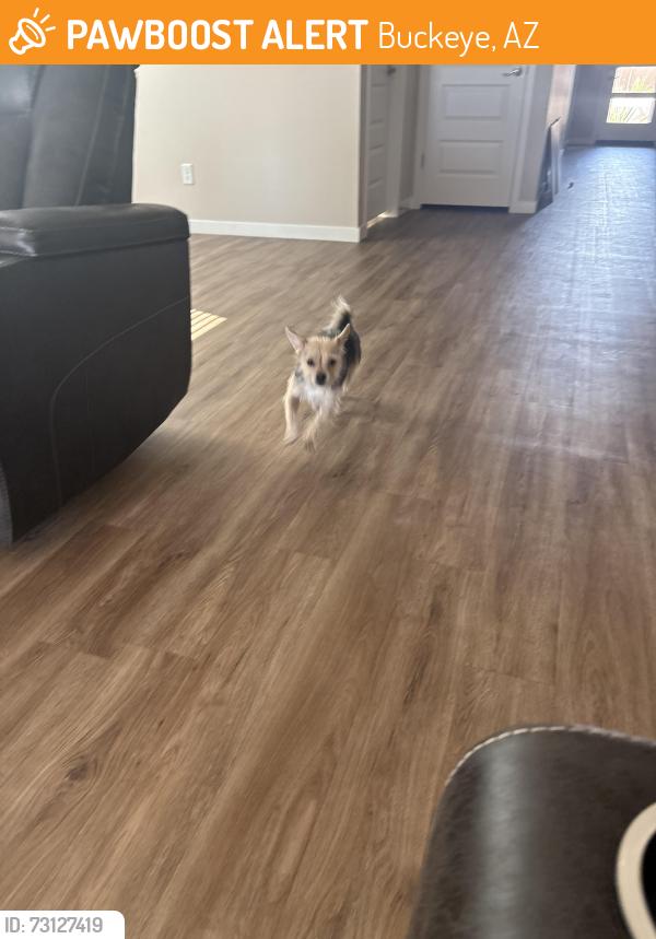 Found/Stray Female Dog last seen Roosevelt Canal, Buckeye, AZ 85236