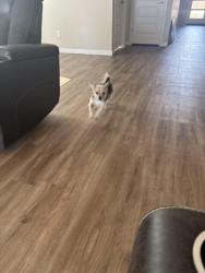 Found/Stray Female Dog last seen Roosevelt Canal, Buckeye, AZ 85236