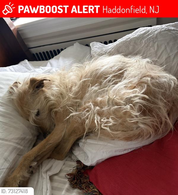 Lost Female Dog last seen Upland Way/Washington Avenur, Haddonfield, NJ 08033