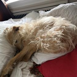 Lost Female Dog last seen Upland Way/Washington Avenur, Haddonfield, NJ 08033
