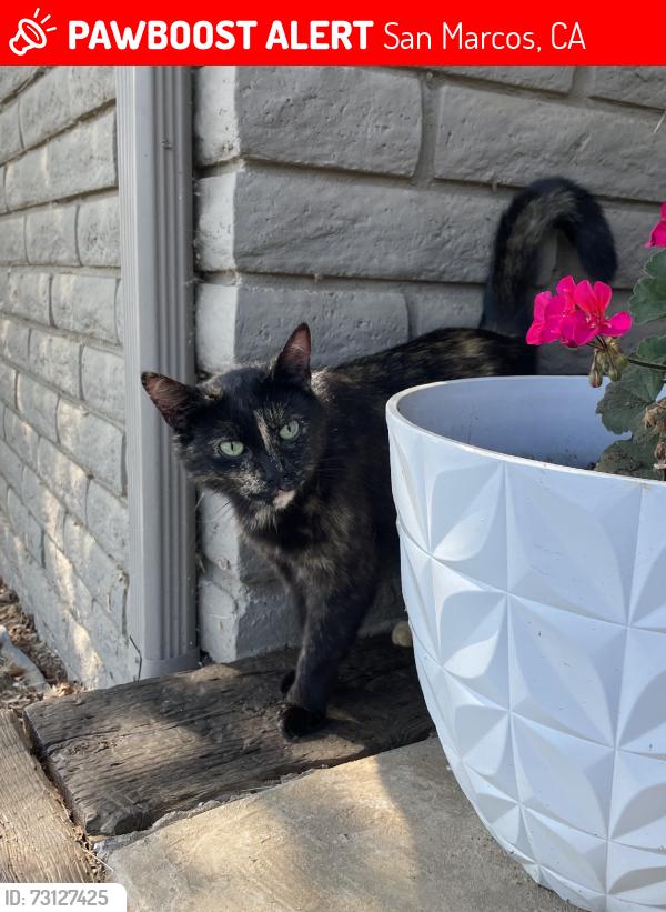 Lost Female Cat last seen N Twin Oaks Valley Road, San Marcos, CA 92069