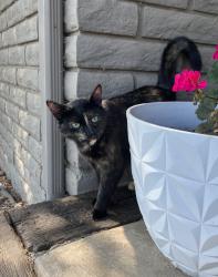 Lost Female Cat last seen N Twin Oaks Valley Road, San Marcos, CA 92069