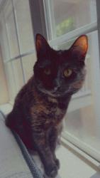 Lost Female Cat last seen cobb parkway north by chevron before culver’s, Kennesaw, GA 30144