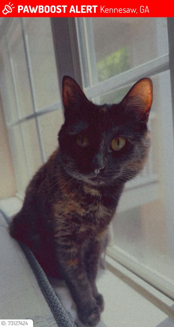 Lost Female Cat last seen cobb parkway north by chevron before culver’s, Kennesaw, GA 30144