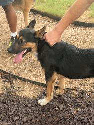 Found/Stray Male Dog last seen The Monroe apmts, Austin, TX 78741