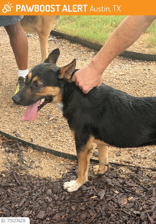 Found/Stray Male Dog last seen The Monroe apmts, Austin, TX 78741