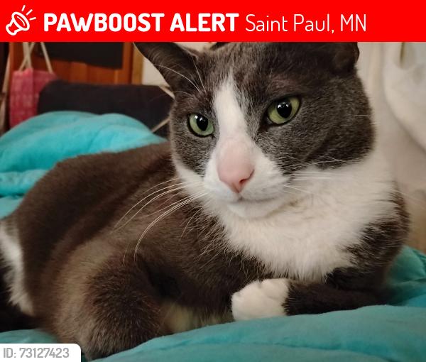 Lost Male Cat last seen Chestnut Street, Saint Paul, MN 55102
