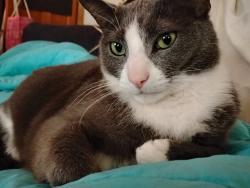 Lost Male Cat last seen Chestnut Street, Saint Paul, MN 55102