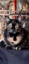 Lost Female Cat last seen Campbell's Flower Shop/ Summit Ave./Arroyo Ave., Pueblo, CO 81004