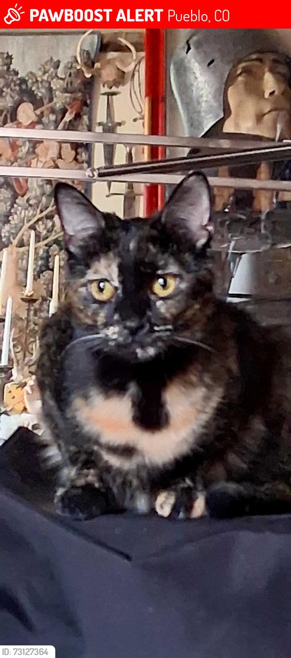 Lost Female Cat last seen Campbell's Flower Shop/ Summit Ave./Arroyo Ave., Pueblo, CO 81004