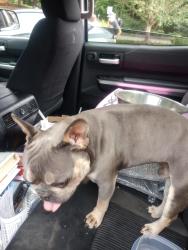 Reunited Male Dog last seen Main Street, Weaverville, NC behind 1st Baptist Church, Weaverville, NC 28787