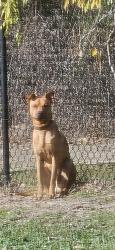 Reunited Male Dog last seen Highway 154 Gilmer & Cypress St, Gilmer, TX 75644