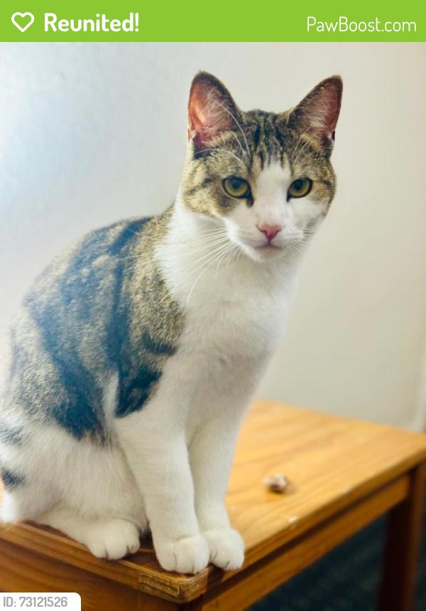 Reunited Female Cat last seen Crowther Road, Farndale Avenue, Hunter Street, Newhampton Road West, West Midlands, England WV6 0HD