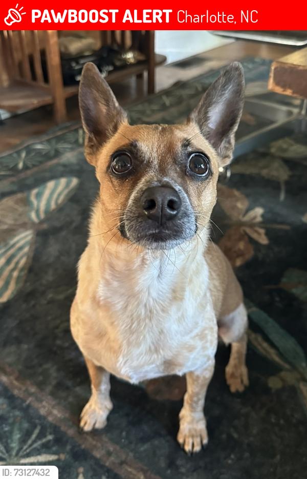 Lost Male Dog last seen Thriftwood dr/freedom dr, Charlotte, NC 28208