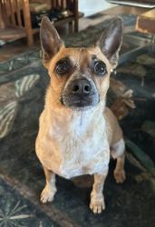 Lost Male Dog last seen Thriftwood dr/freedom dr, Charlotte, NC 28208