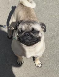 Reunited Male Dog last seen Highly street, Oakland, CA 94619